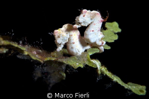 Coleman Pigmy Sea Horses, courting by Marco Fierli 